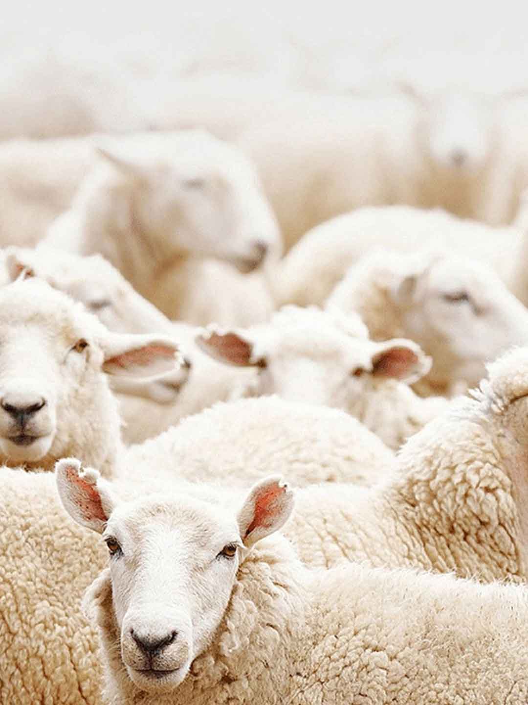 2pcs Women'S Lace V-Neck Tight Underwear Set